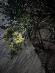 Genista monspessulana