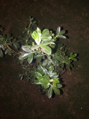 Polylepis