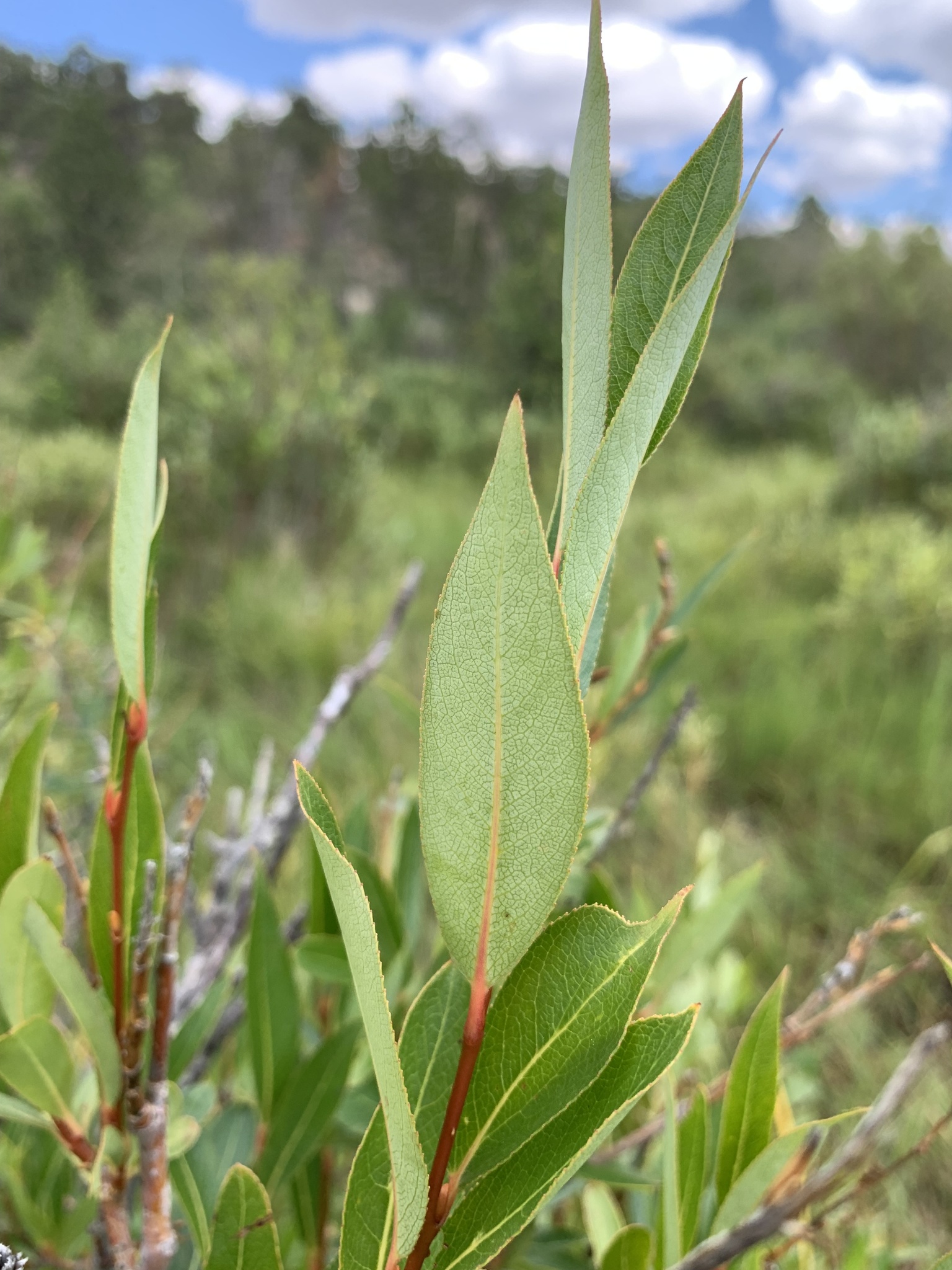 Salix serissima