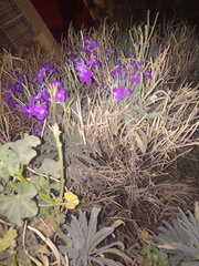 Matthiola incana