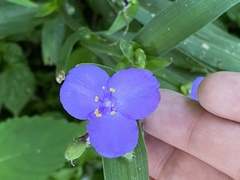 Tradescantia