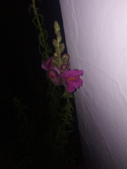 Antirrhinum