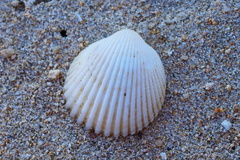 Cardiidae