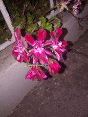 Pelargonium