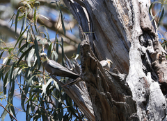 Nymphicus hollandicus