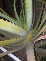 Asparagales