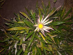 Gazania