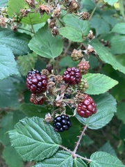 Rubus armeniacus