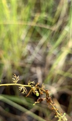 Utricularia minor