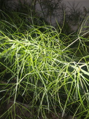 Tracheophyta