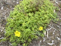 Oxalis pes-caprae
