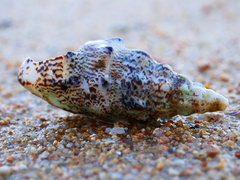 Pseudovertagus aluco