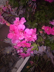 Pelargonium