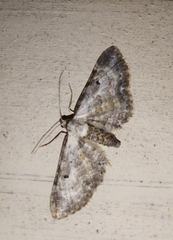 Eupithecia succenturiata