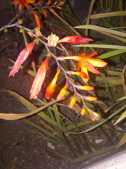 Liliopsida