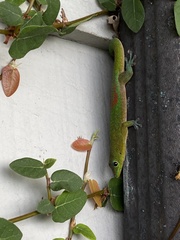 Phelsuma laticauda laticauda