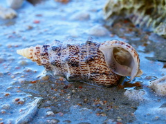 Pseudovertagus aluco