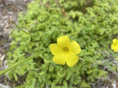 Oxalis pes-caprae