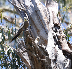 Nymphicus hollandicus