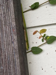 Phelsuma laticauda laticauda