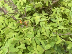 Oxalis pes-caprae