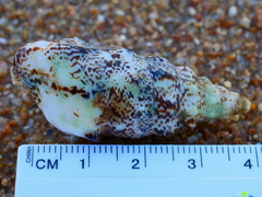 Pseudovertagus aluco