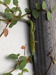 Phelsuma laticauda laticauda