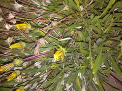 Gazania linearis