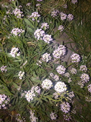Lobularia