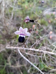 Nemesia barbata