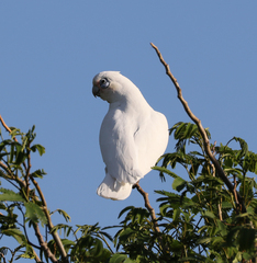 Cacatua sanguinea