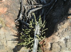 Crassula muscosa