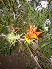 Gazania linearis