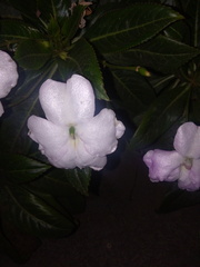 Impatiens sodenii