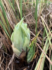 Carex simulata