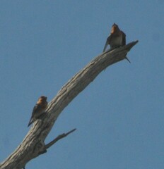Hirundo neoxena