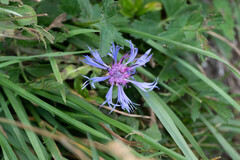 Centaurea triumfettii