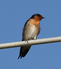 Hirundo neoxena