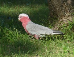Eolophus roseicapilla
