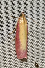 Oncocera semirubella