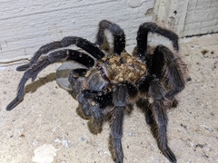 Aphonopelma iodius