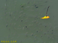 Hemiculter leucisculus