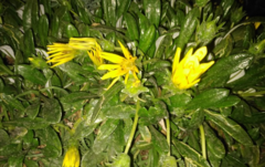Gazania linearis
