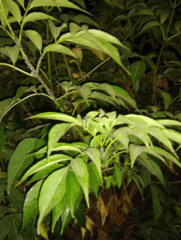 Angiospermae