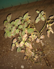 Diplocarpon rosae