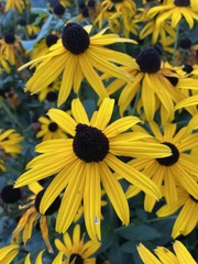 Rudbeckia fulgida