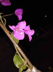 Bougainvillea glabra