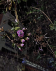 Epidendrum fimbriatum