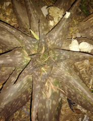Aloe maculata
