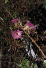 Angiospermae